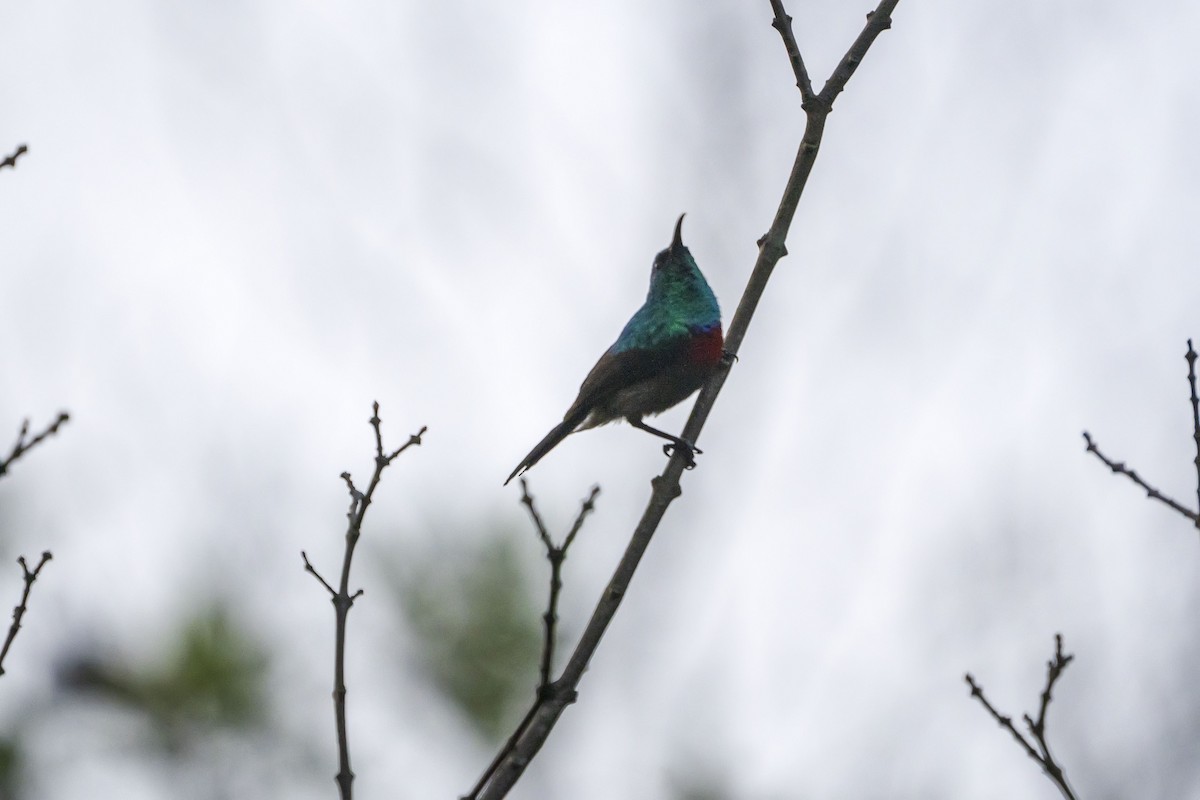 Greater Double-collared Sunbird - ML642870068