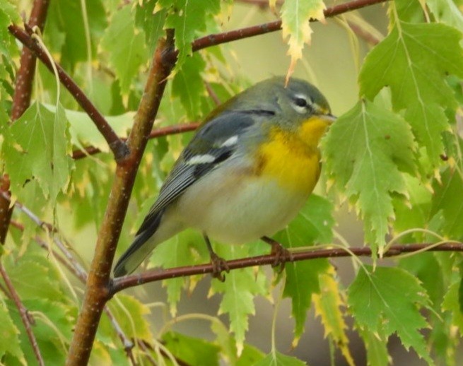 Yellow-rumped Warbler - ML642870069