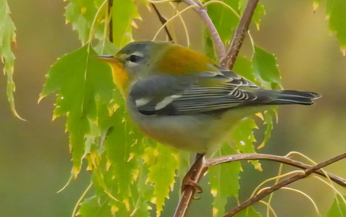 Yellow-rumped Warbler - ML642870070