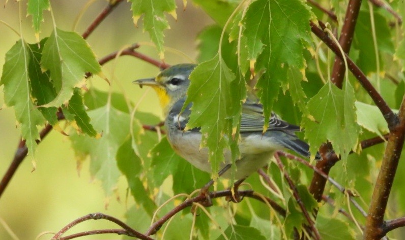 Yellow-rumped Warbler - ML642870071