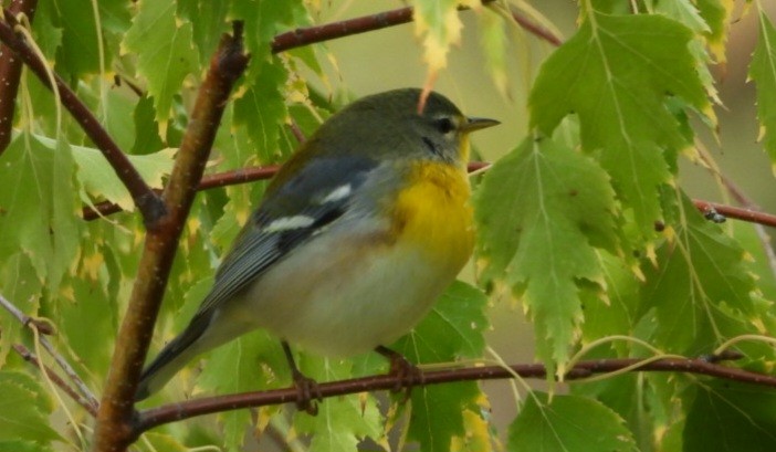 Yellow-rumped Warbler - ML642870072