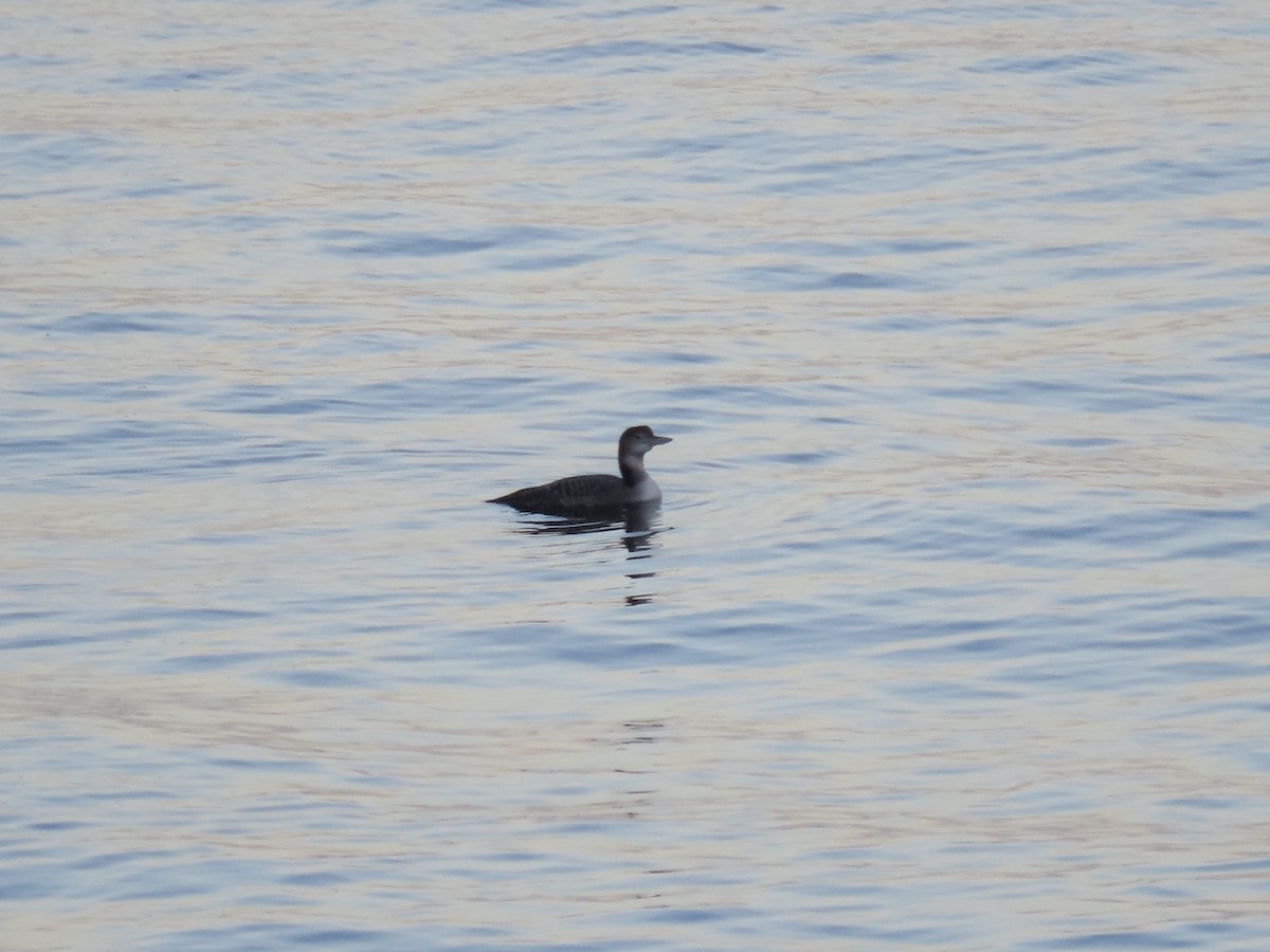 Common Loon - ML642870074