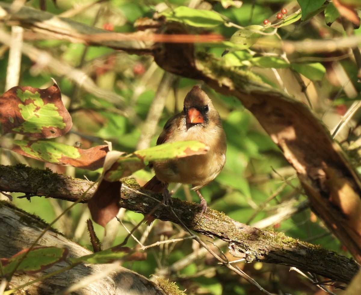 Northern Cardinal - ML642870075