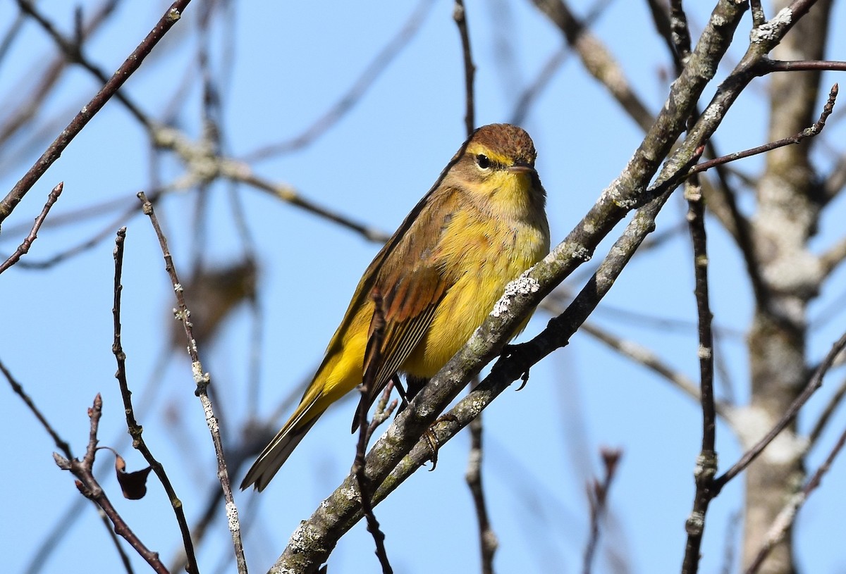 Palm Warbler - ML642870076