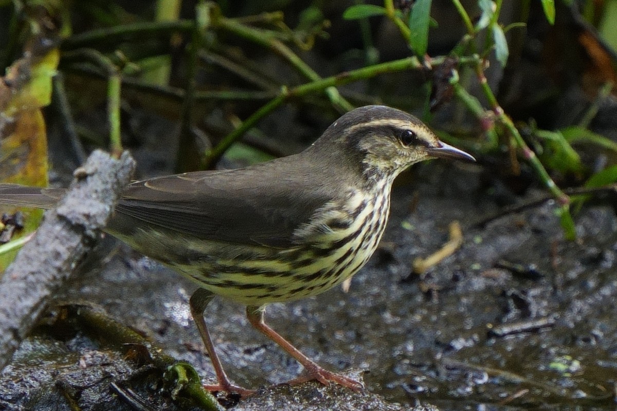 Northern Waterthrush - ML642870077
