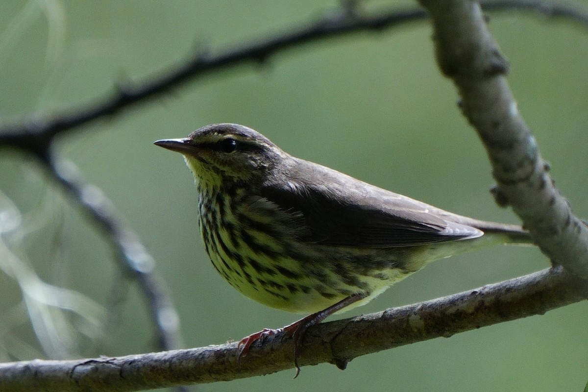 Northern Waterthrush - ML642870078