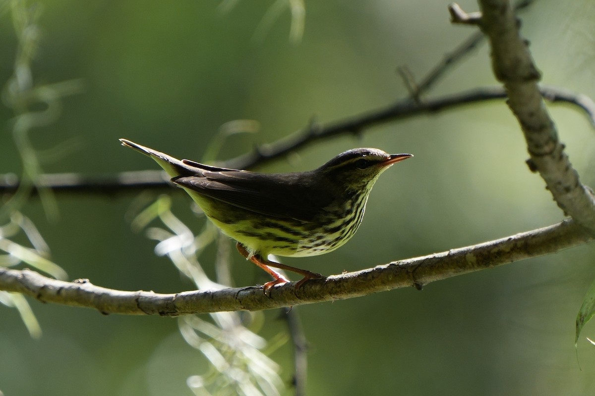 Northern Waterthrush - ML642870079