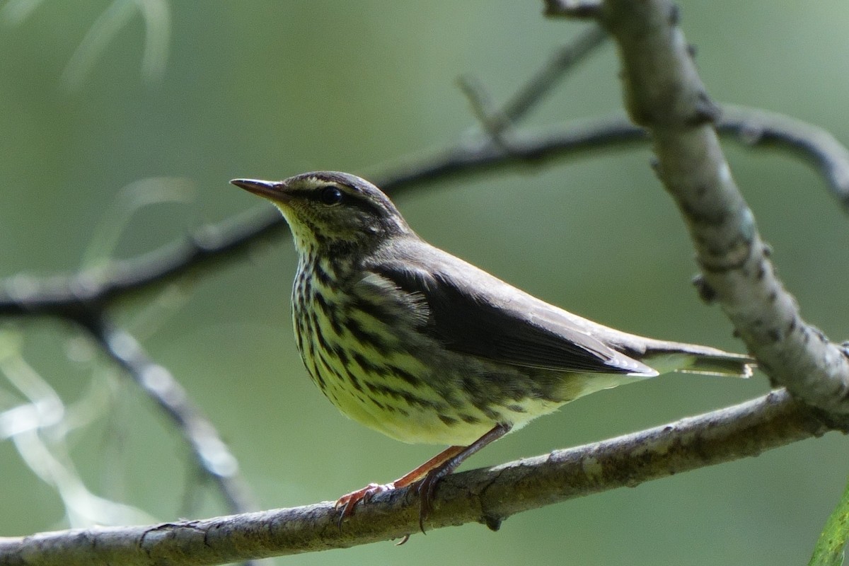 Northern Waterthrush - ML642870080