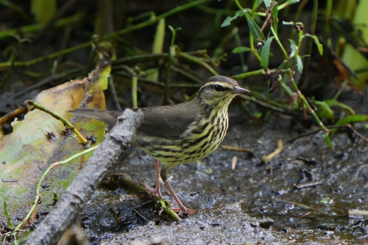 Northern Waterthrush - ML642870081