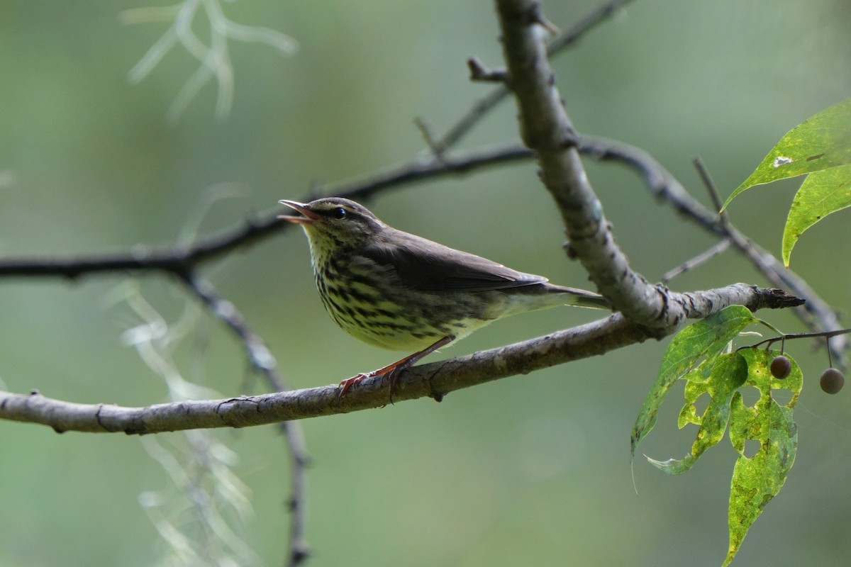 Northern Waterthrush - ML642870082