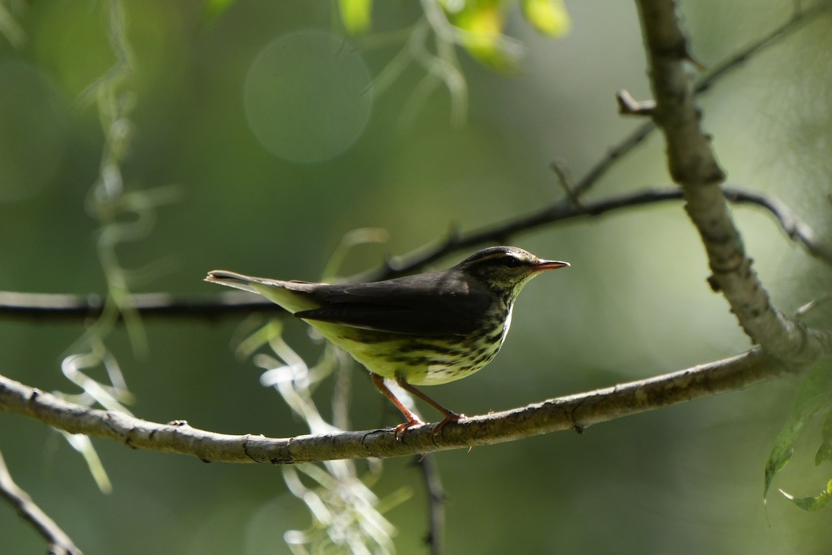 Northern Waterthrush - ML642870083