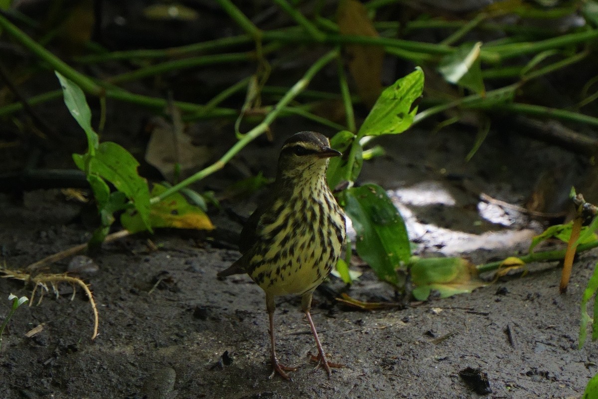 Northern Waterthrush - ML642870084