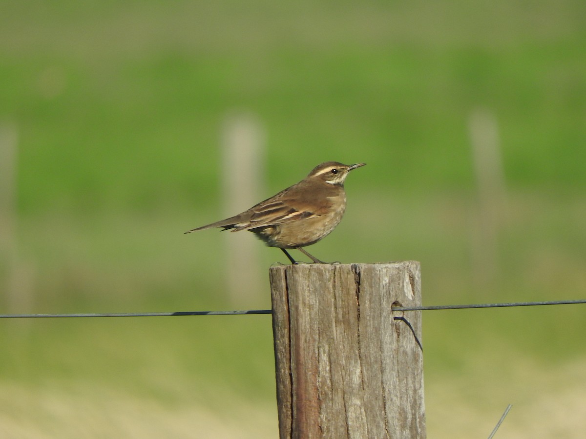 Buff-winged Cinclodes - ML642870086