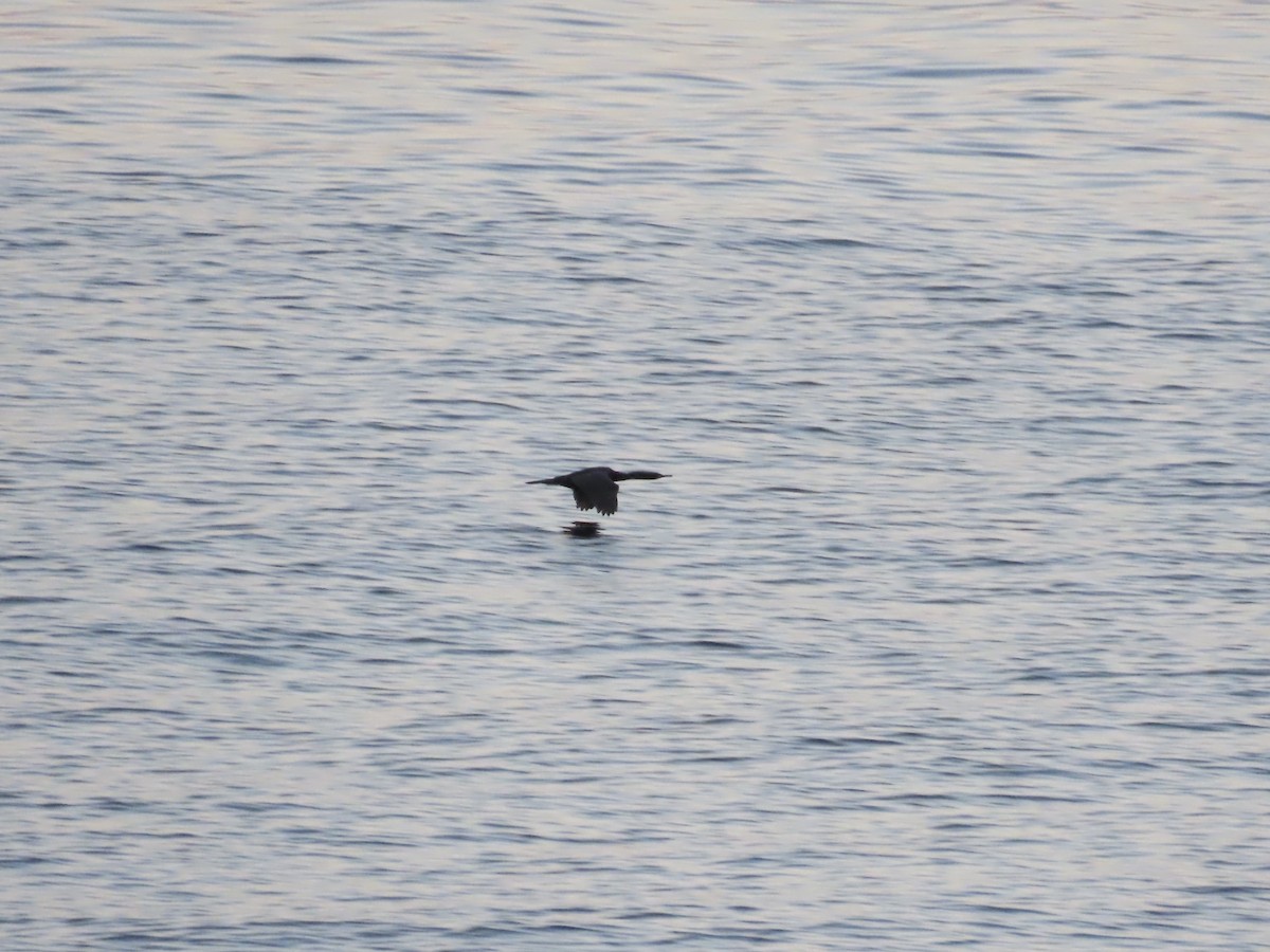 海鸕鷀 - ML642870089