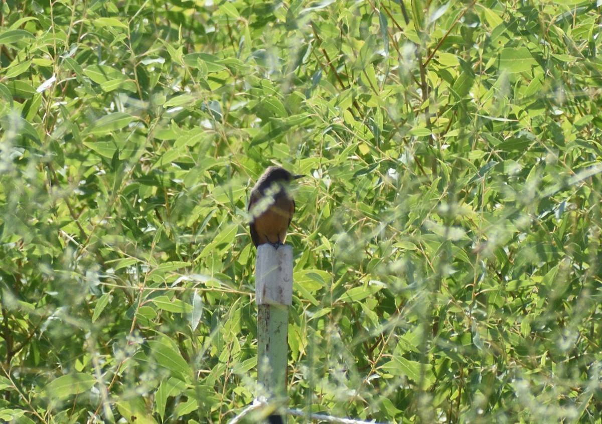 Say's Phoebe - ML642870100