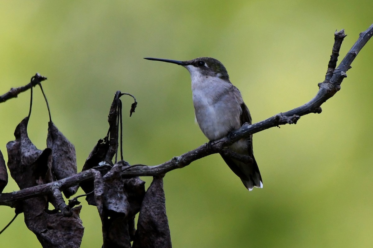 Ruby-throated Hummingbird - ML642870101