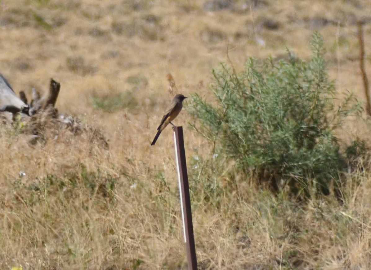 Say's Phoebe - ML642870103