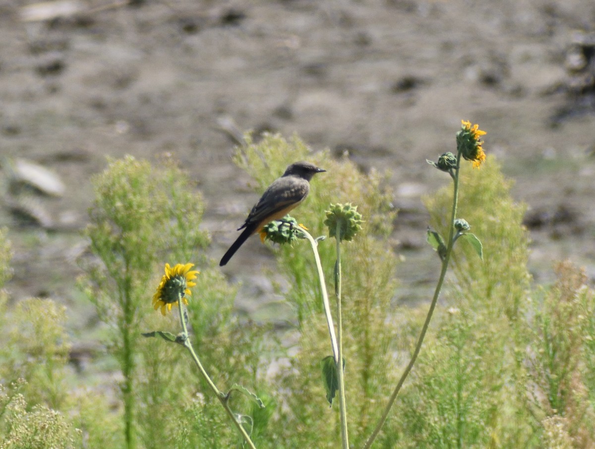 Say's Phoebe - ML642870106