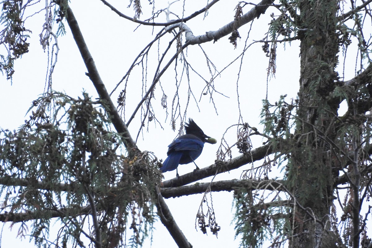 Steller's Jay (Coastal) - ML642870122