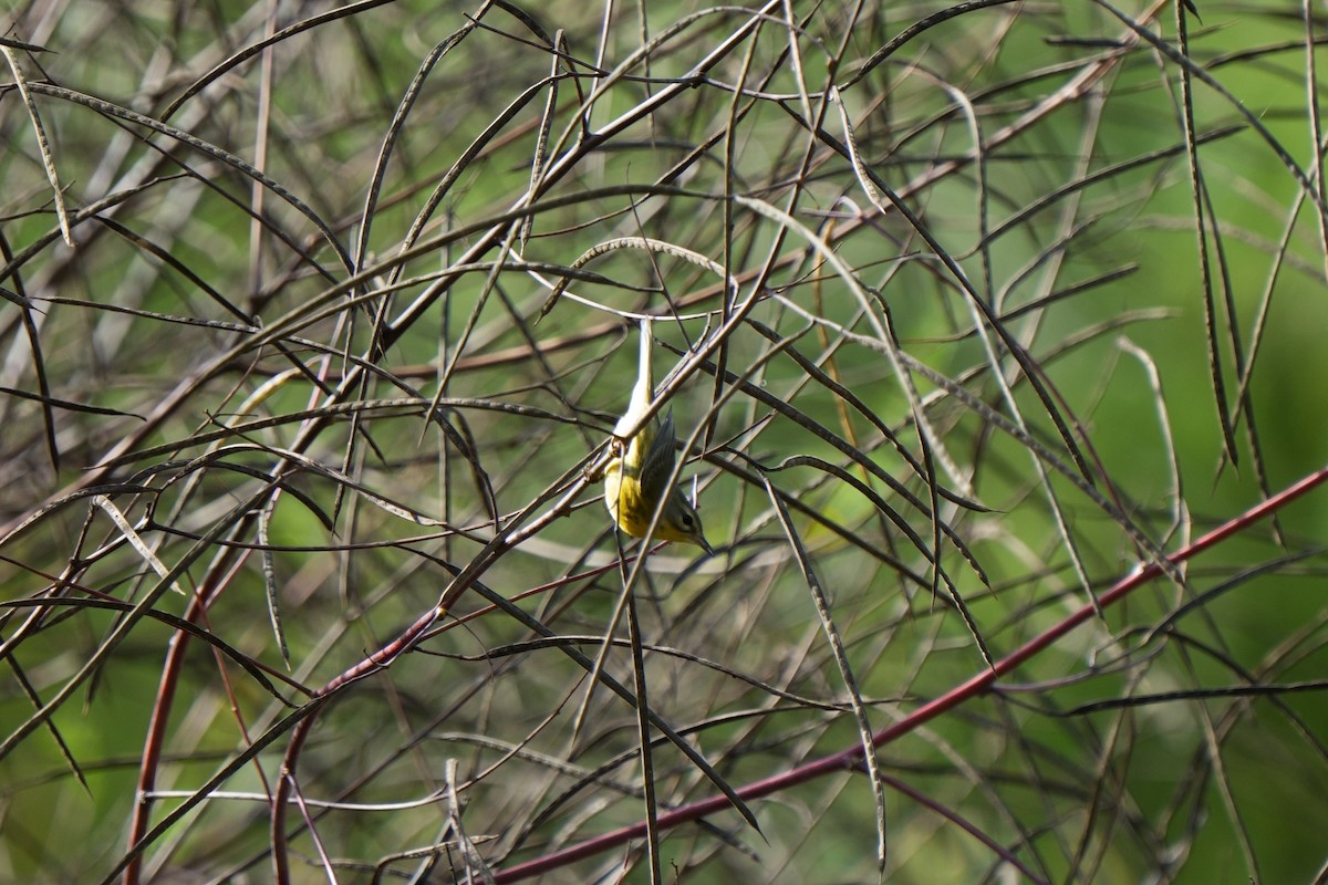Paruline des prés - ML642870124