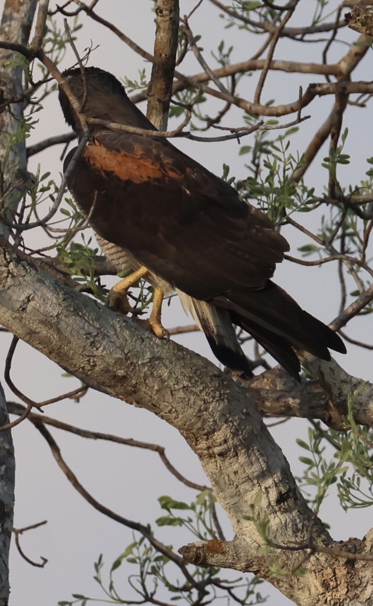 White-tailed Hawk - ML642870140