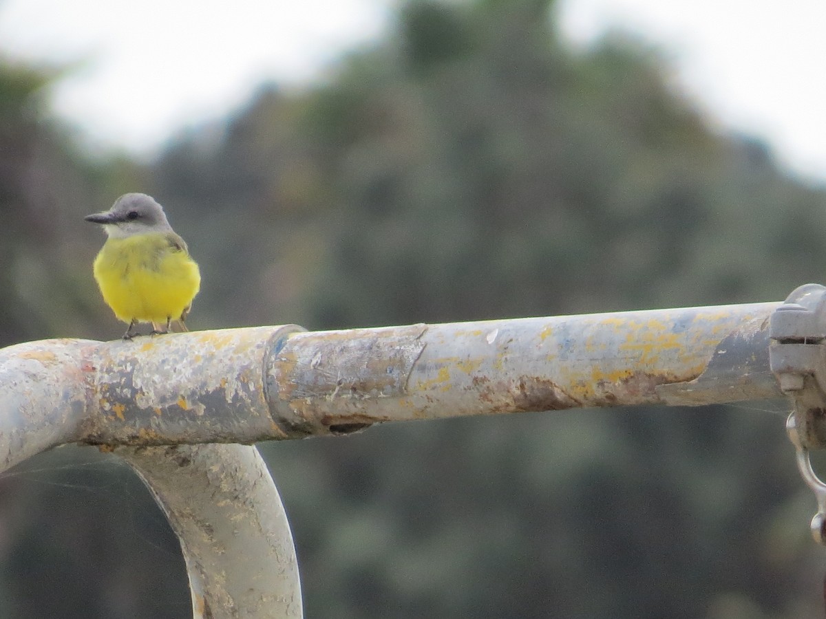 Tropical Kingbird - ML642870147