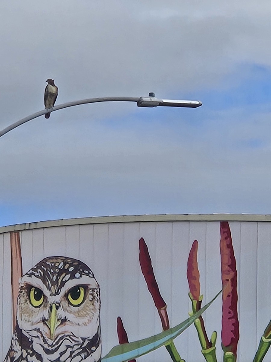 Red-tailed Hawk - ML642870151