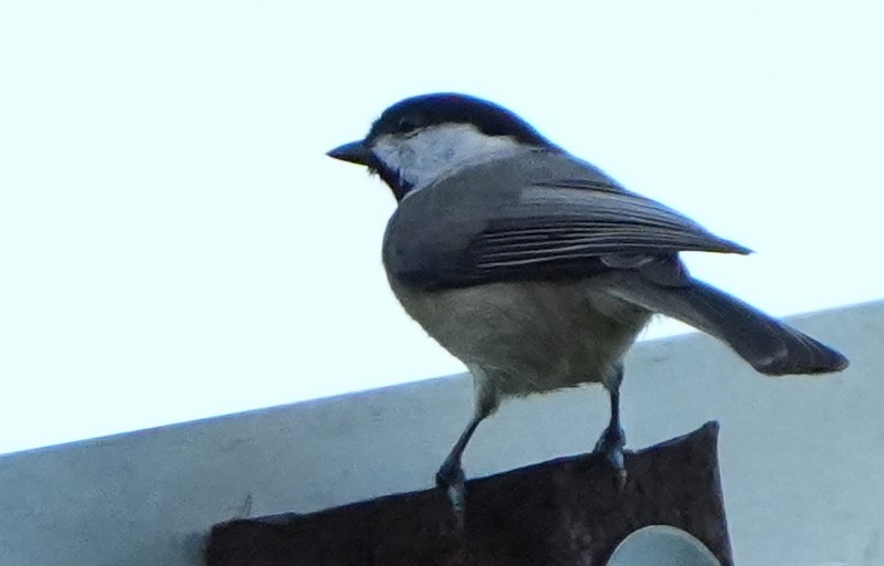 Mésange de Caroline - ML642870155