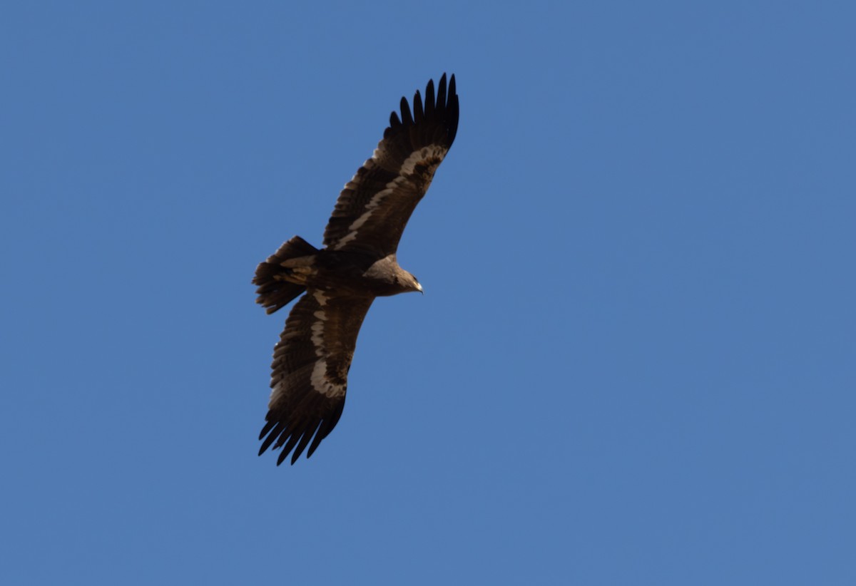 Aigle des steppes - ML642870156