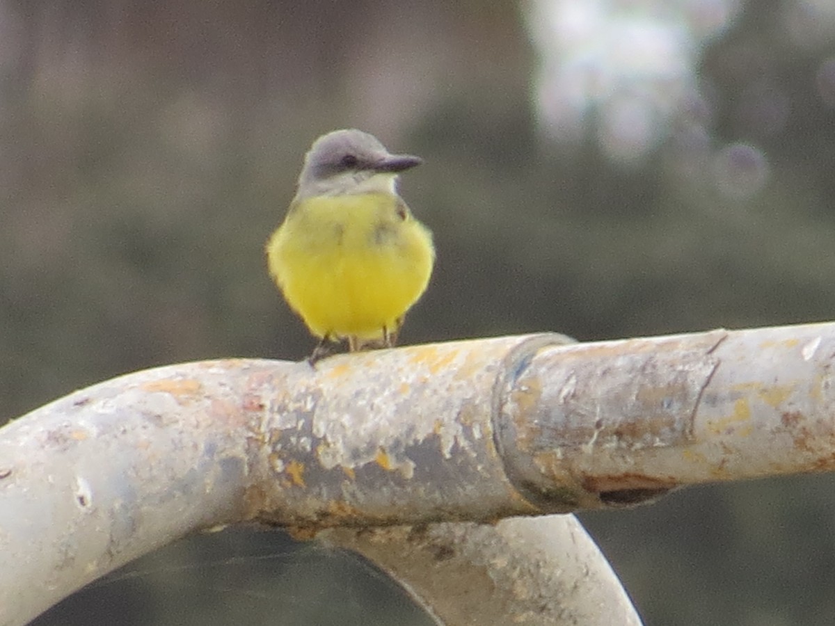 Tropical Kingbird - ML642870157