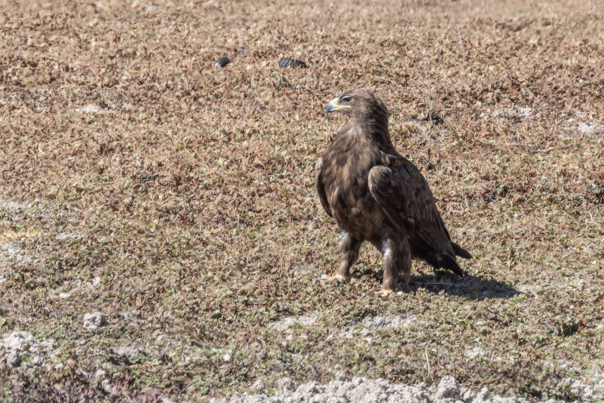 Aigle des steppes - ML642870158