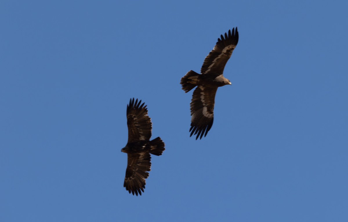 Aigle des steppes - ML642870159