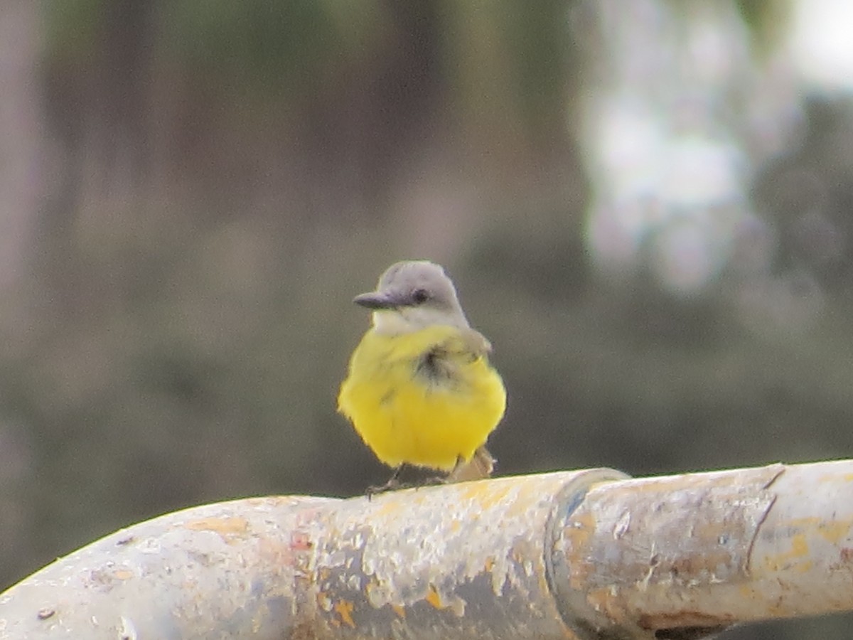 Tropical Kingbird - ML642870162