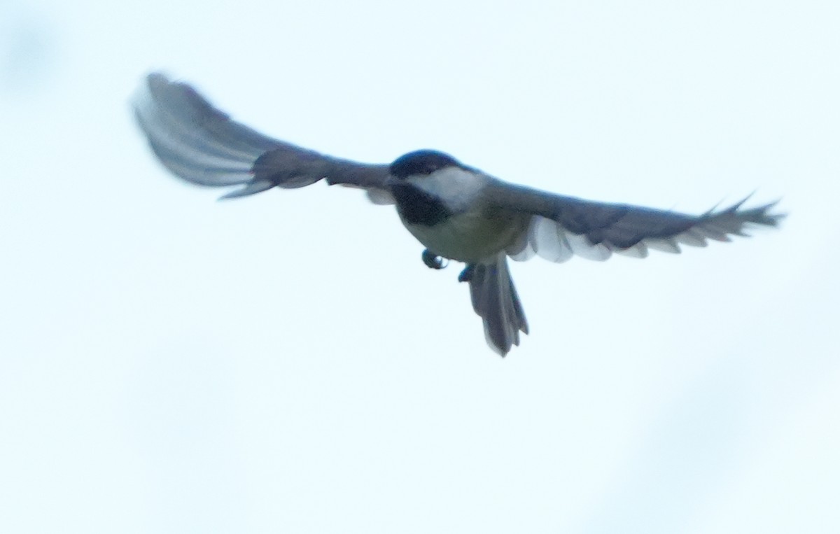 Mésange de Caroline - ML642870163