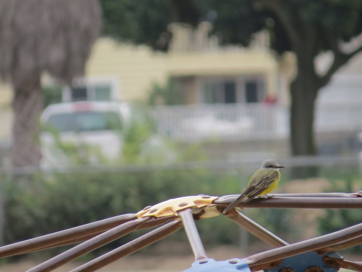 Tropical Kingbird - ML642870166