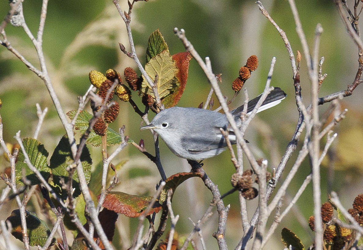 Gobemoucheron gris-bleu - ML642870169