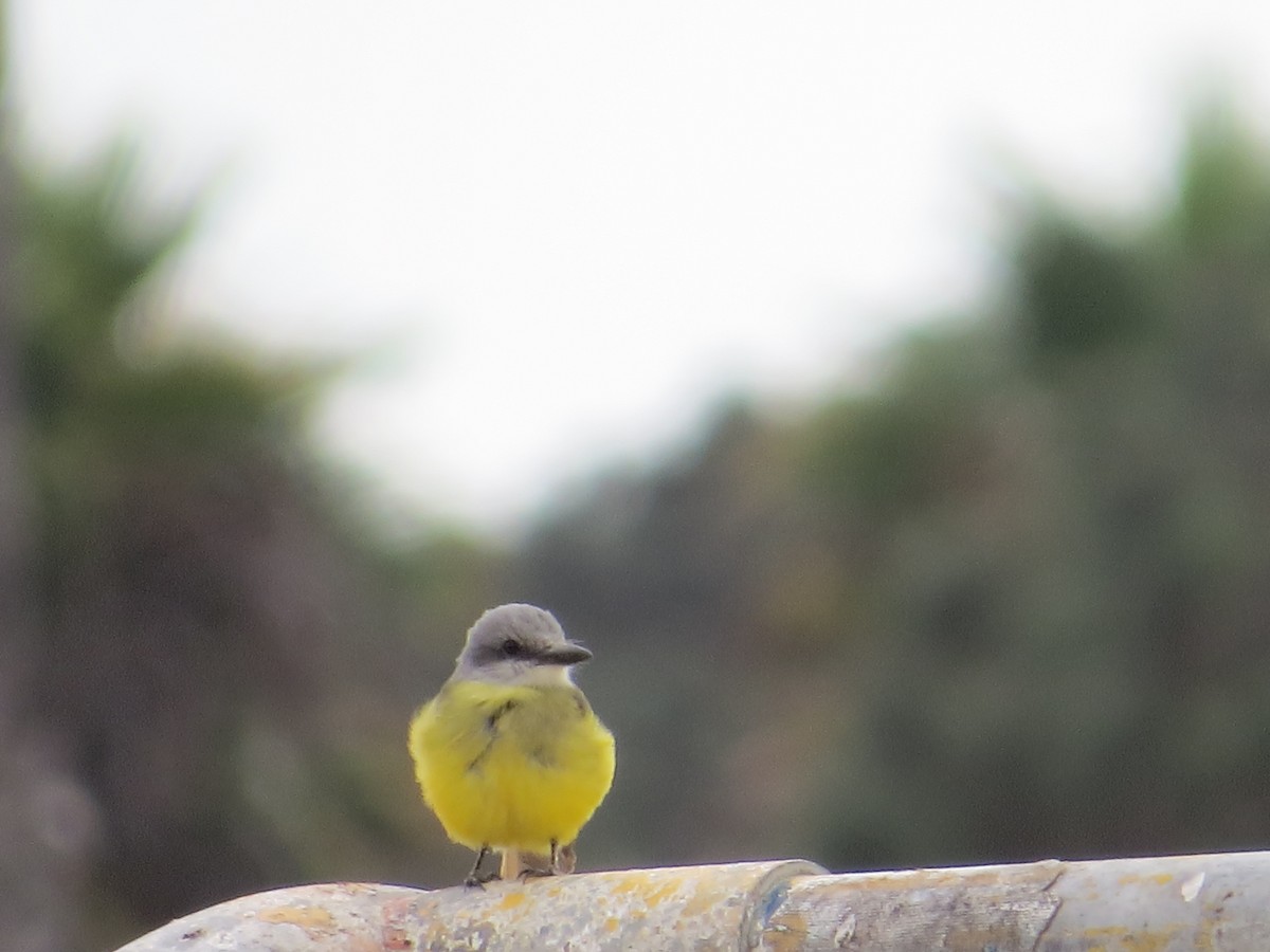 Tropical Kingbird - ML642870188