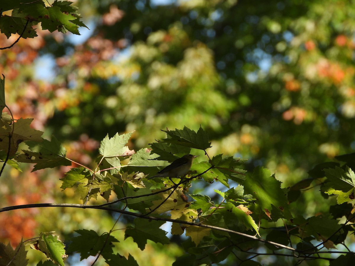 Tennessee Warbler - ML642870193