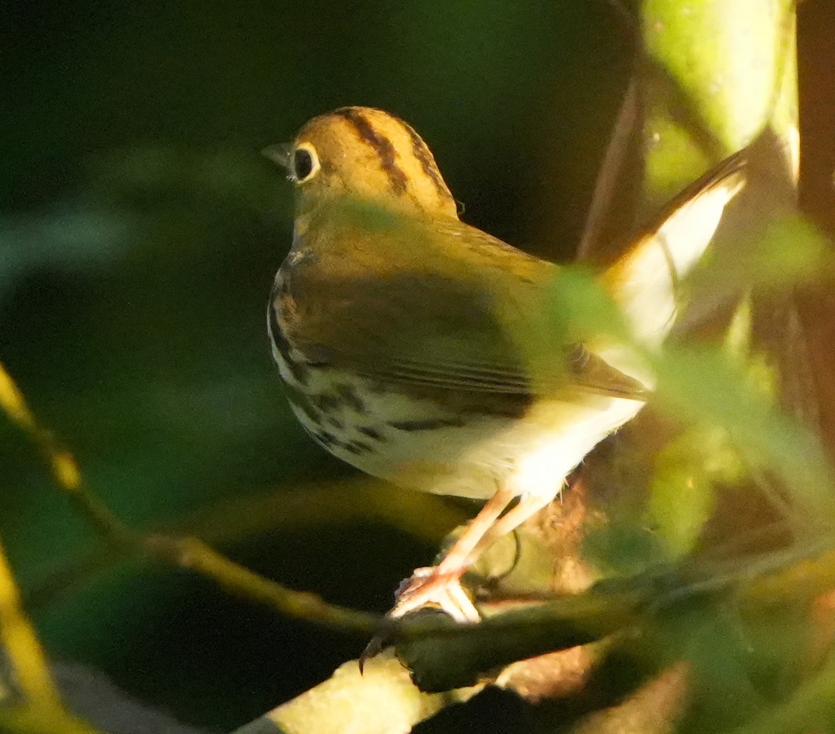 Paruline couronnée - ML642870195