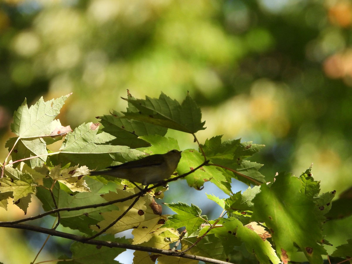 Tennessee Warbler - ML642870208