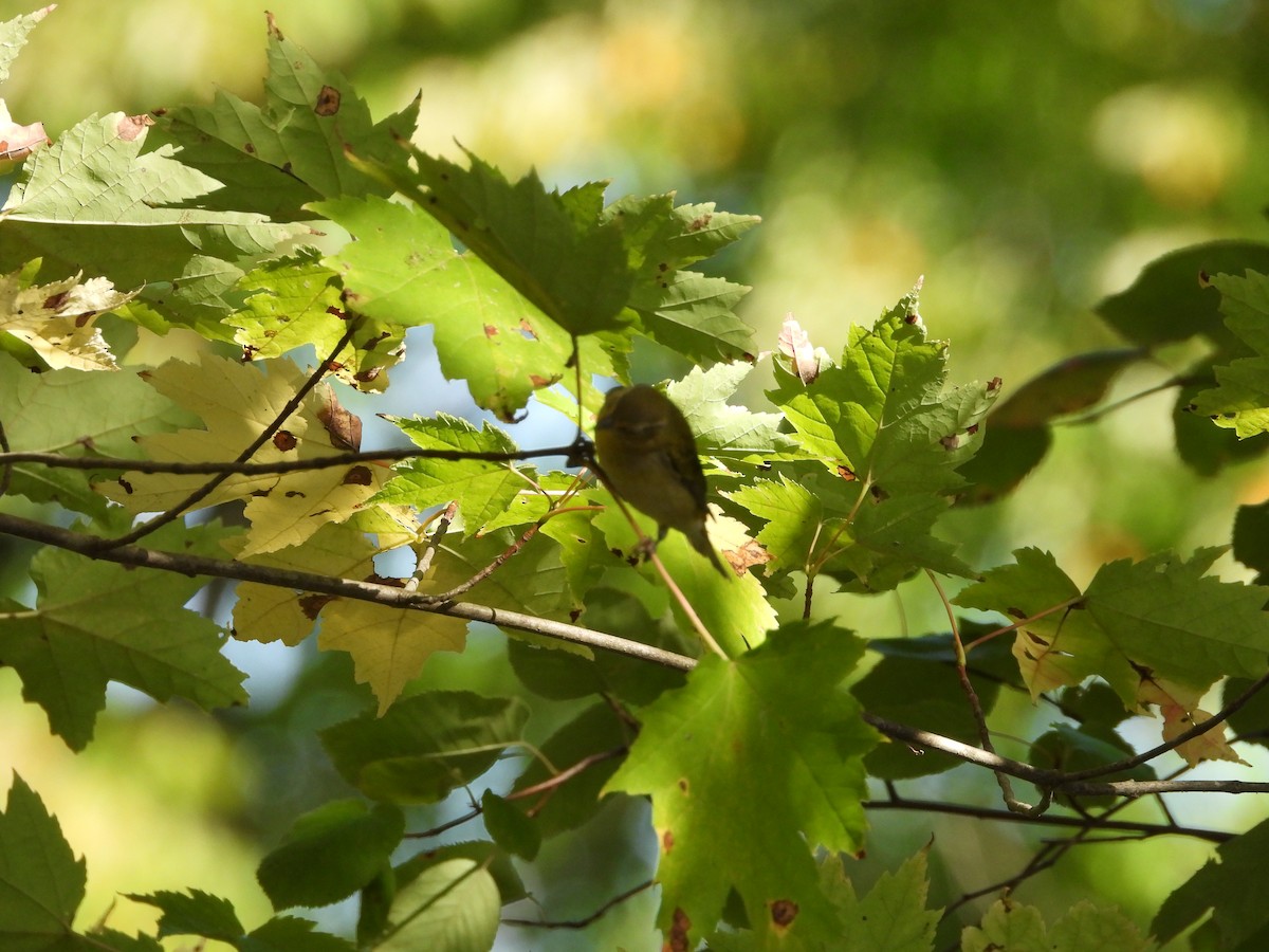 Tennessee Warbler - ML642870218