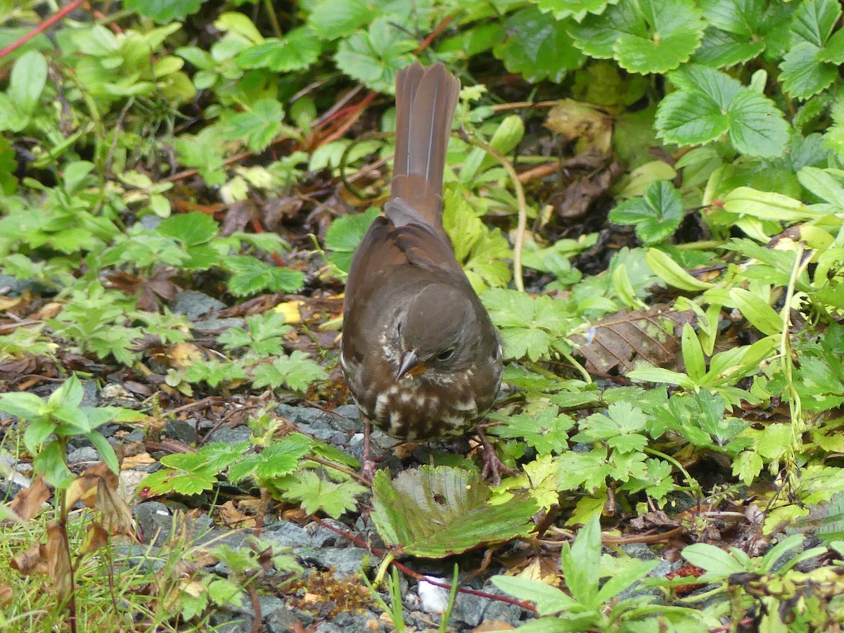 Fox Sparrow - ML642870231
