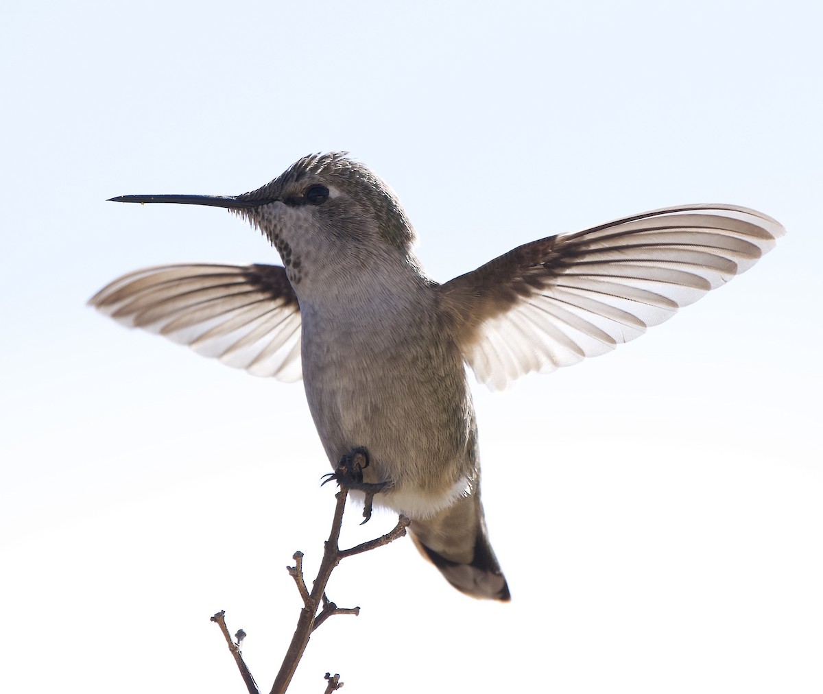 Anna's Hummingbird - ML642870235