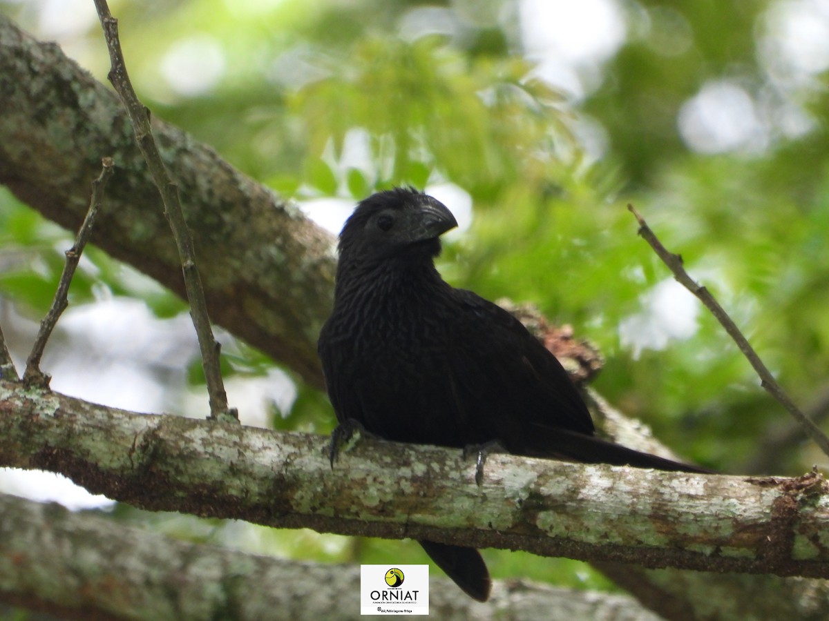 Groove-billed Ani - ML642870237