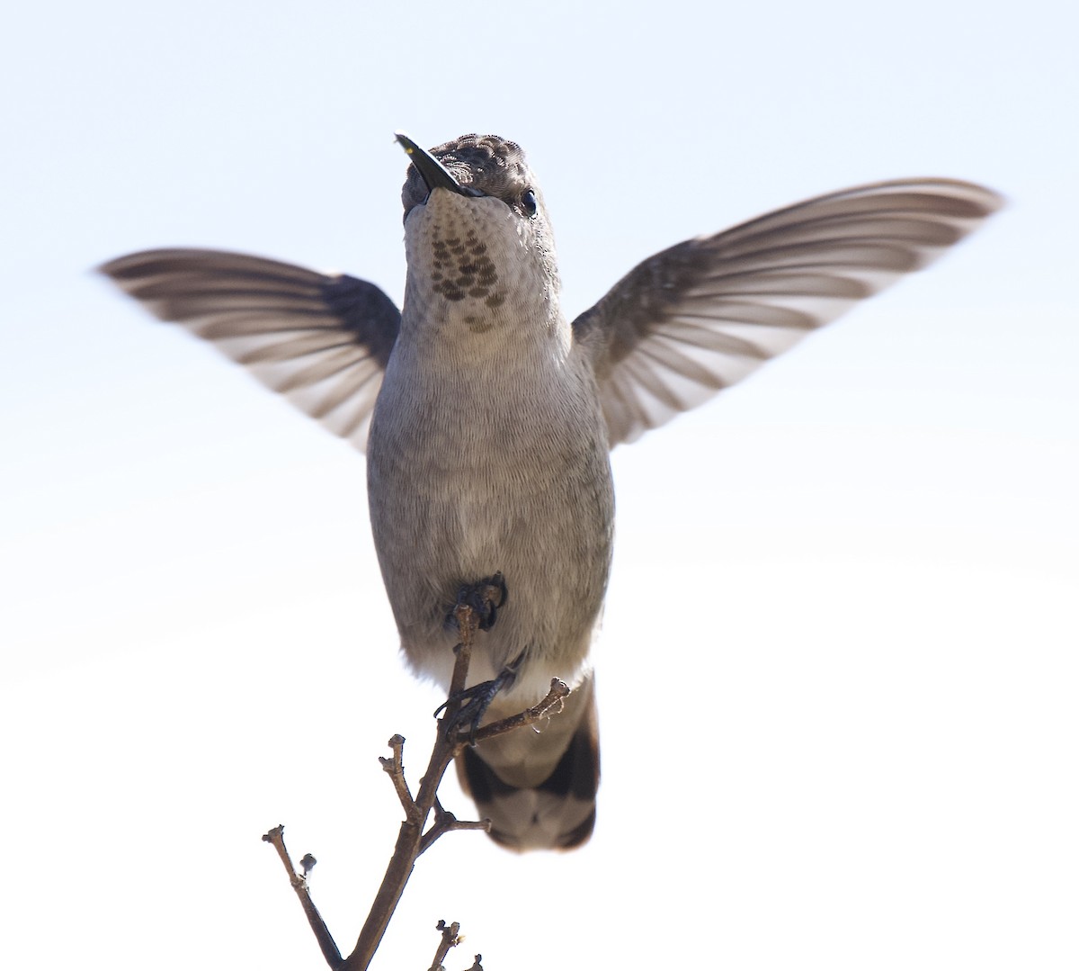 Anna's Hummingbird - ML642870238