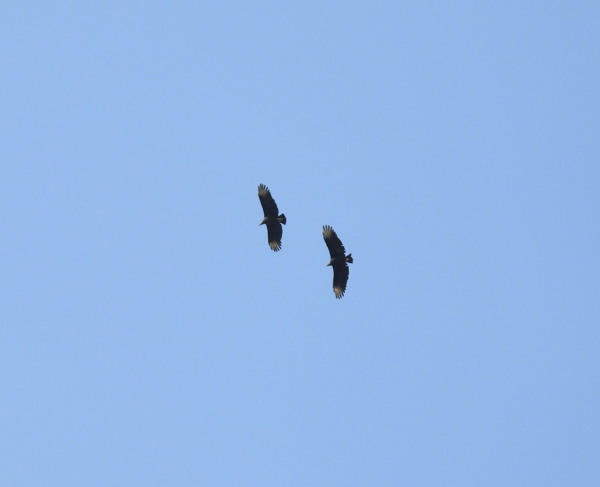 Black Vulture - ML642870240