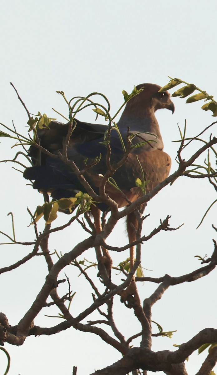 White-tailed Hawk - ML642870241