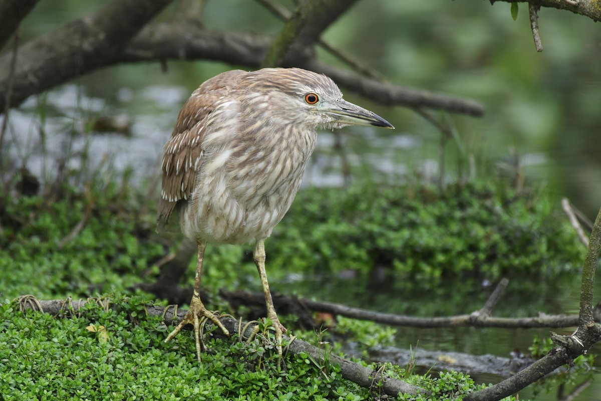 Black-crowned Night Heron - ML642870242