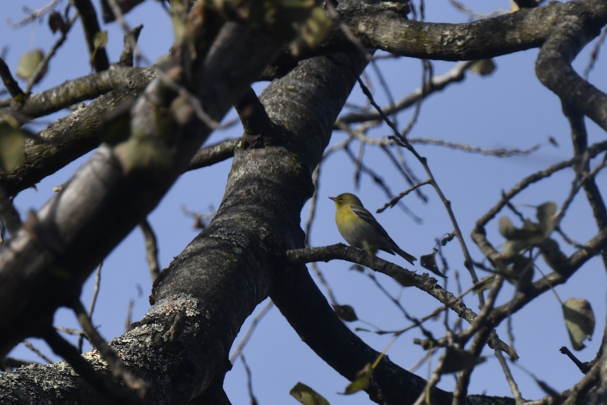 Pine Warbler - ML642870244