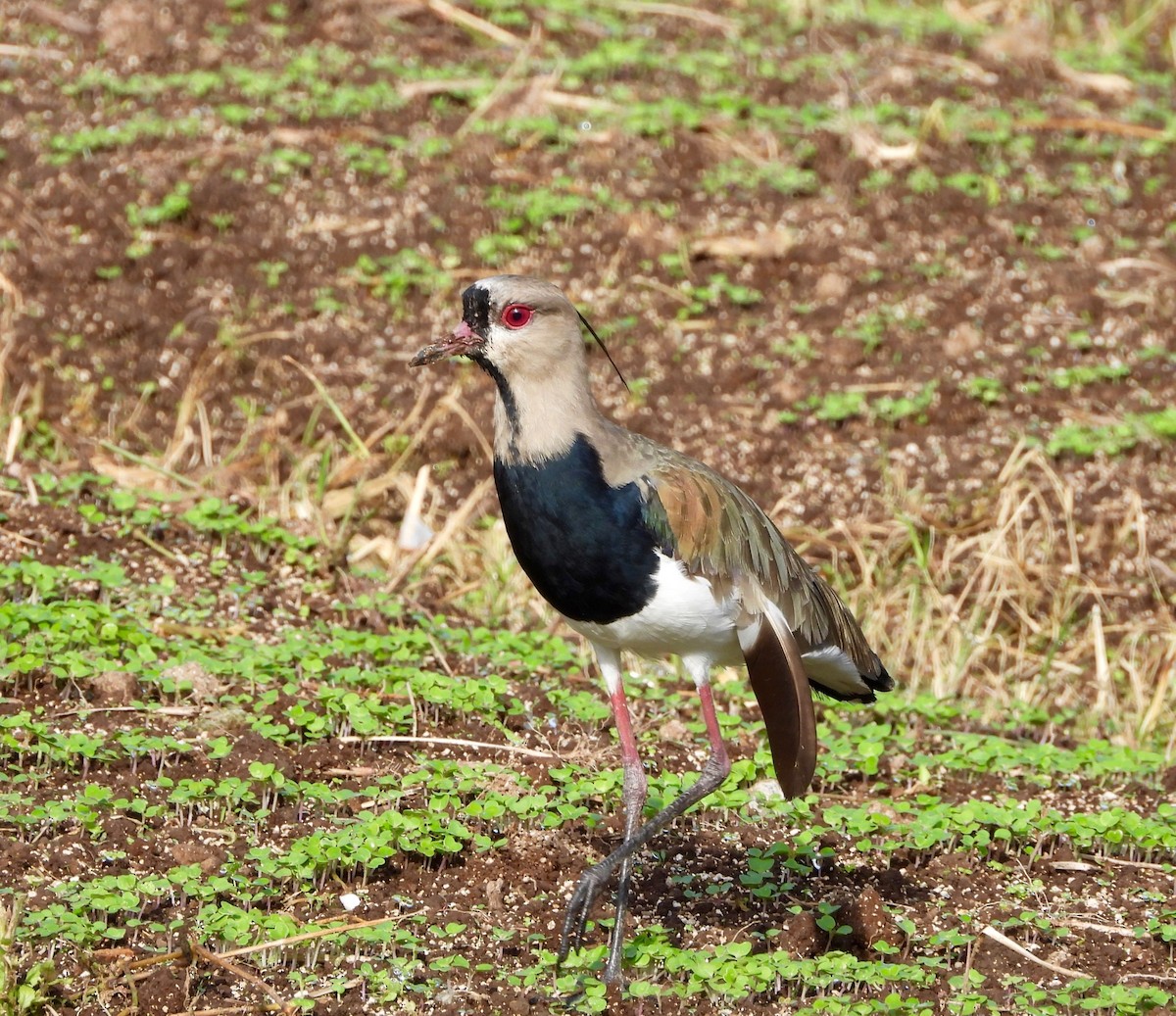Southern Lapwing - ML642870250